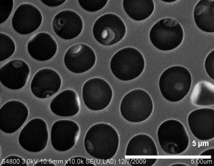 Surface pores of an exemplary breath-figure PLGA film.