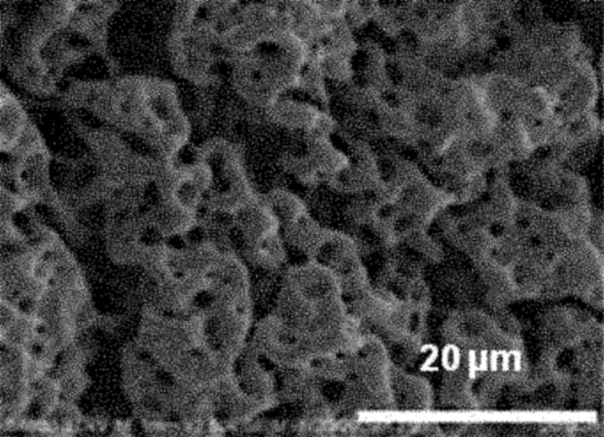 A breath-figure PLGA test film's surface after 35 days in fluid, eroded into a coarse network.