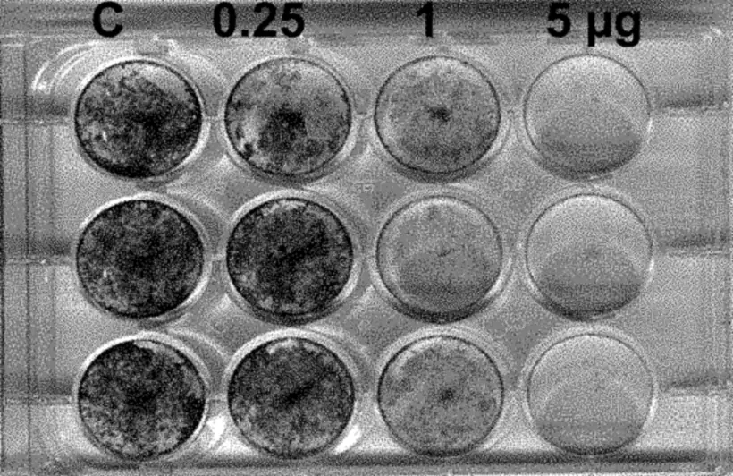 A 12-well culture plate after staining: wells under a plain film, marked C, stay dark with cells; wells under films with 0.25, 1 and 5 µg of mitomycin C are paler, the 5 µg wells palest.
