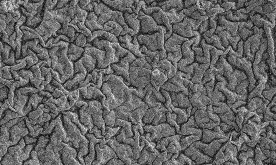 A sample of the same film type after 28 days, wrinkled, with no open pores left.
