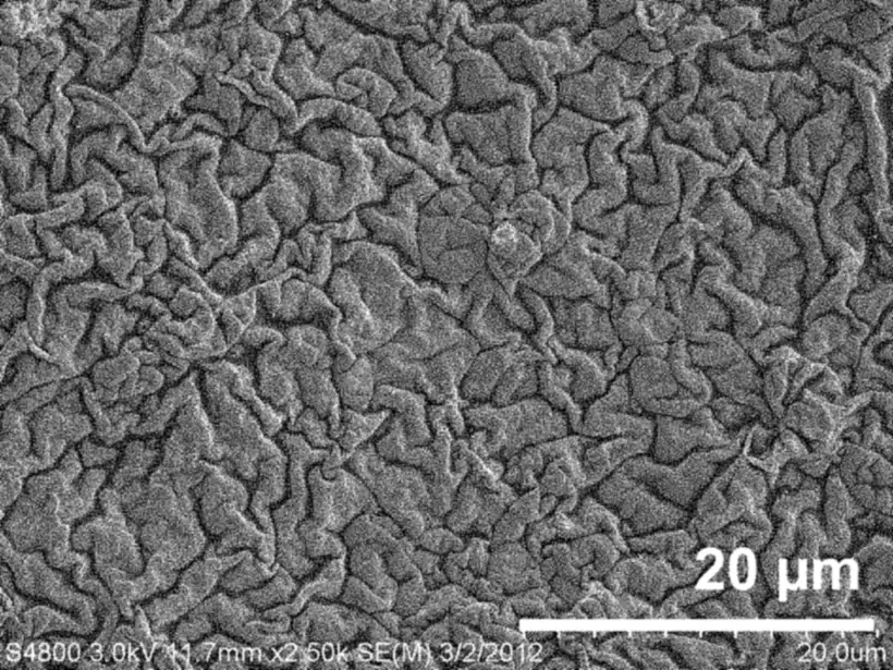A sample of the same film type after 28 days, wrinkled shut.