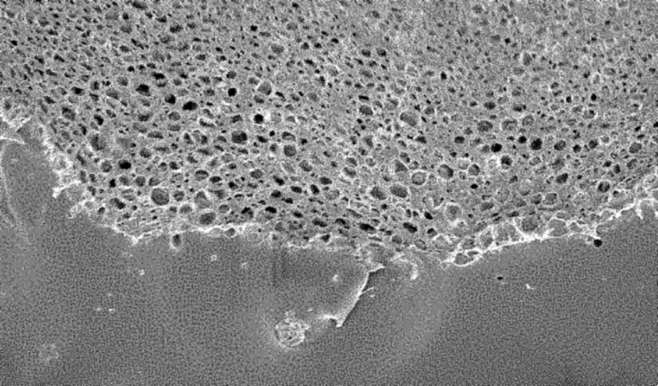 Electron micrograph of a two-layer test film in cross-section after 7 days in fluid: a porous top layer over a dense lower layer.